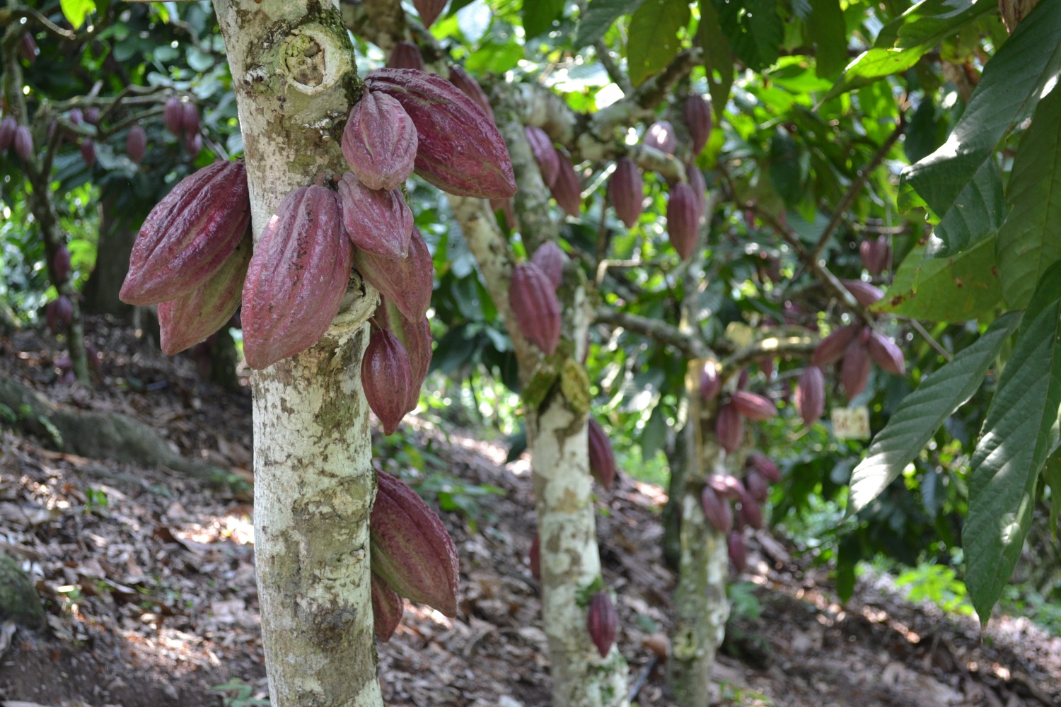Paper Cacao investigador Agrosavia