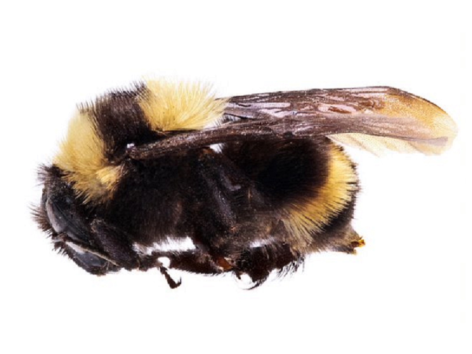 Bombus Pauloensis2 (1)