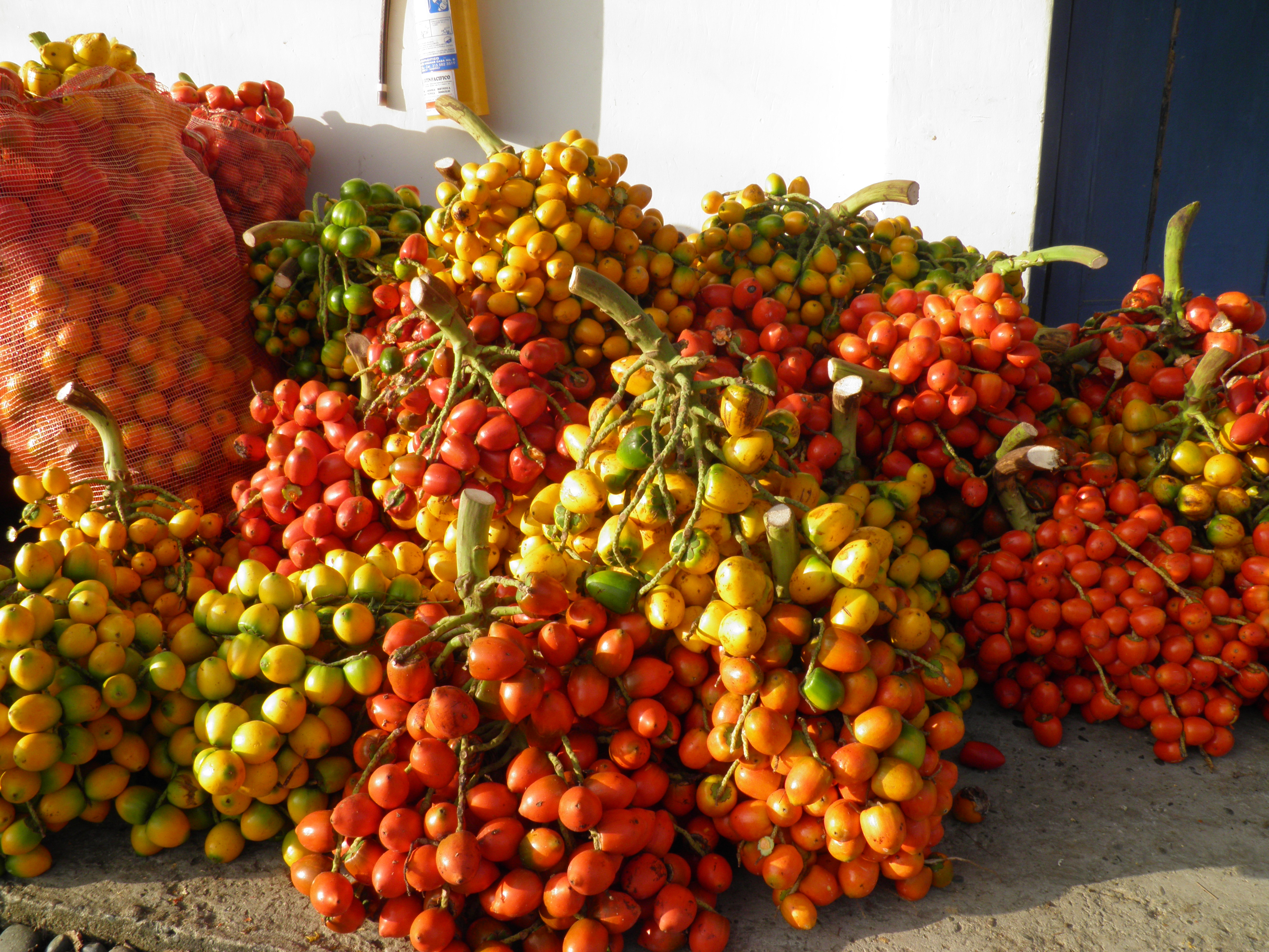Si cultivas papa, maíz, frijol, arveja, arroz, aguacate, chontaduro o caña de azúcar para panela y te interesa fortalecerte o convertirte en productor de semilla de calidad, esta información es útil para ti