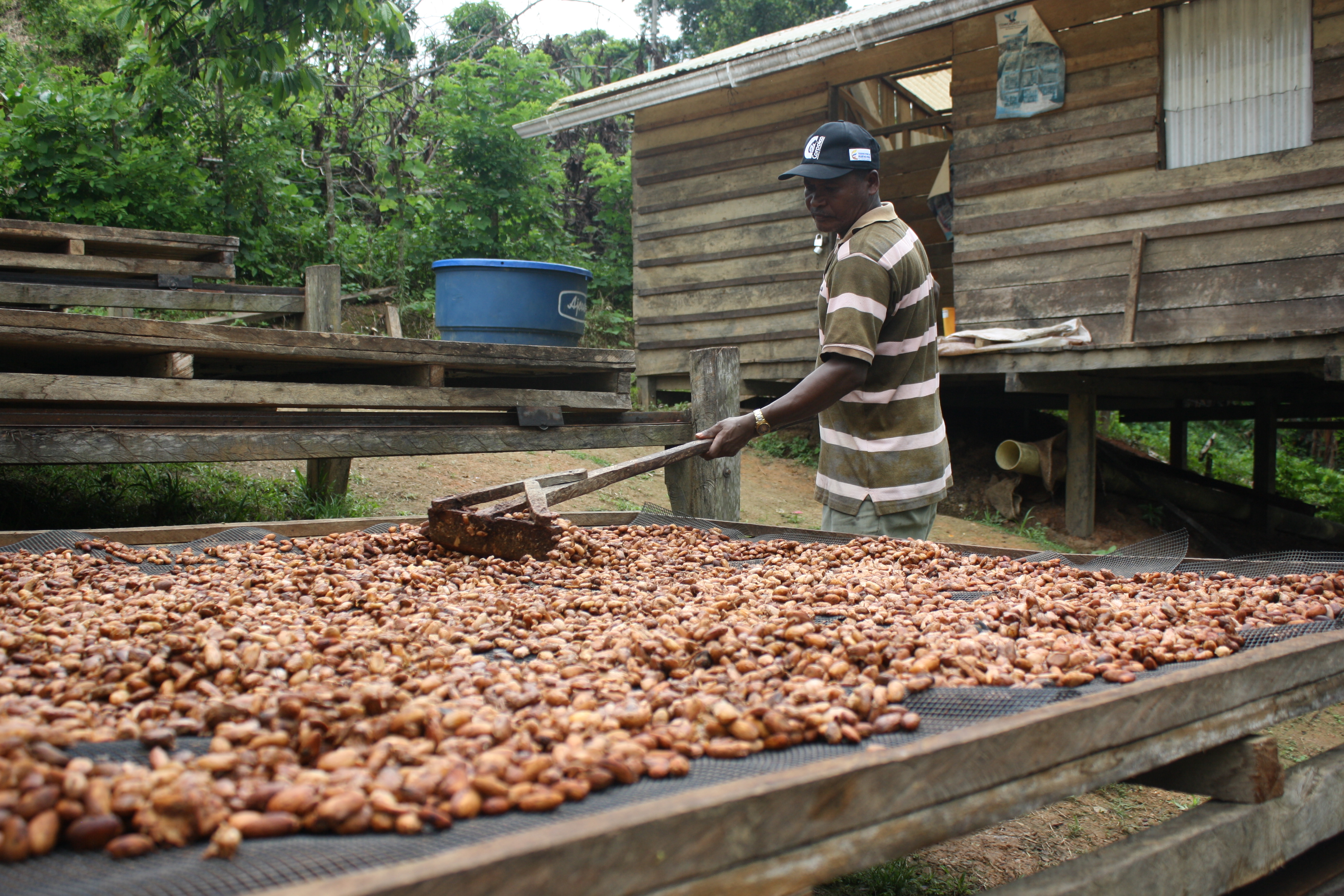 AGROSAVIA crea hoja de ruta científica para la transformación en la poscosecha del cacao