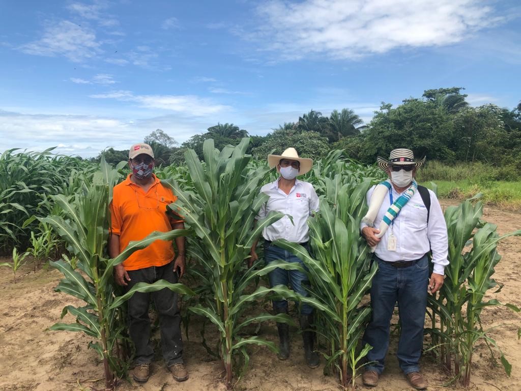 Proyecto de silo de maíz en Casanare, convenio AGROSAVIA - MADR