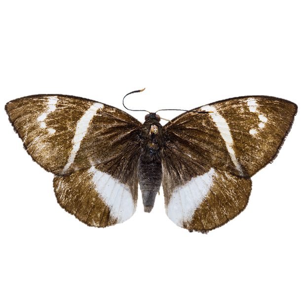 Telchin Atymnius1 (1)