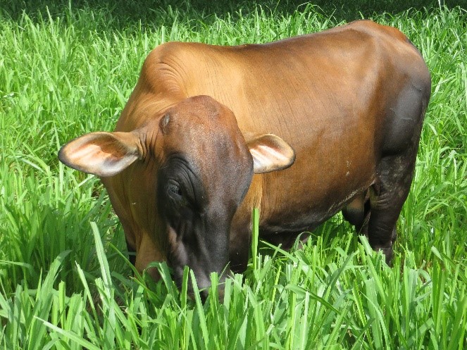 Modelo de producción sostenible de carne en el Caribe húmedo