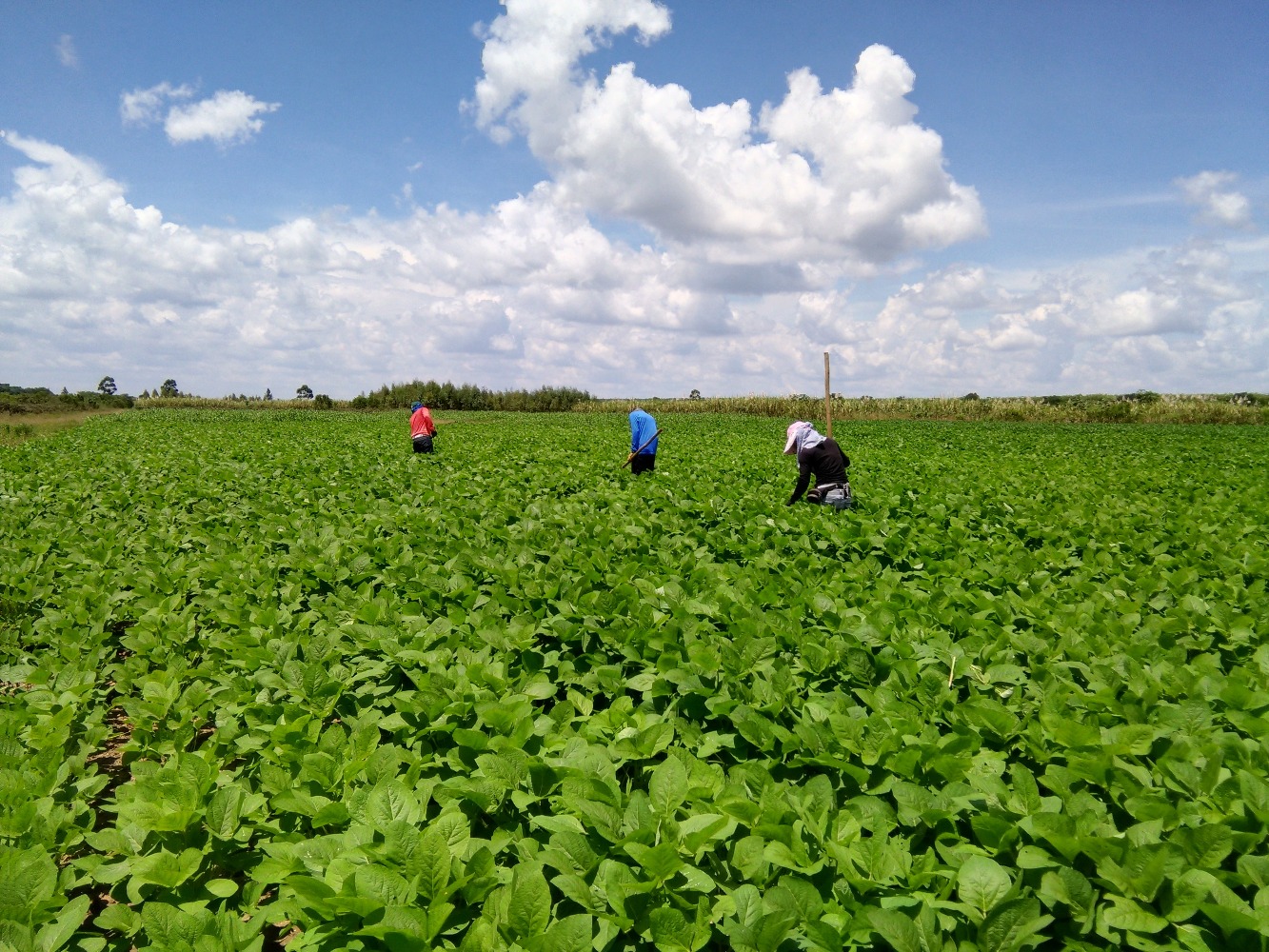 Alianza de investigación para cultivos de maíz-soya entre INTA, FENALCE y AGROSAVIA