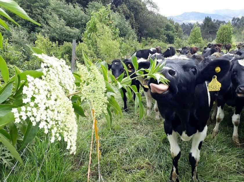 AGROSAVIA encabezó eventos en cacao y ganadería para Norte de Santander