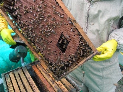 Identificación, manejo y control del ácaro Varroa destructor en el marco de sistemas de producción apícola.