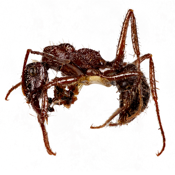 Ectatomma Ruidum