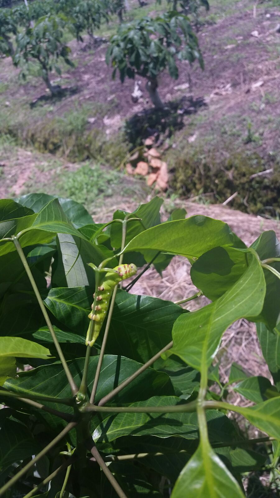 IMG 20150907 WA0030
