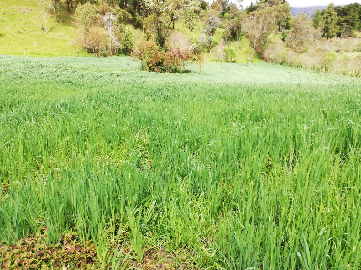 Sis Prod Bovina Valle Del Cauca2