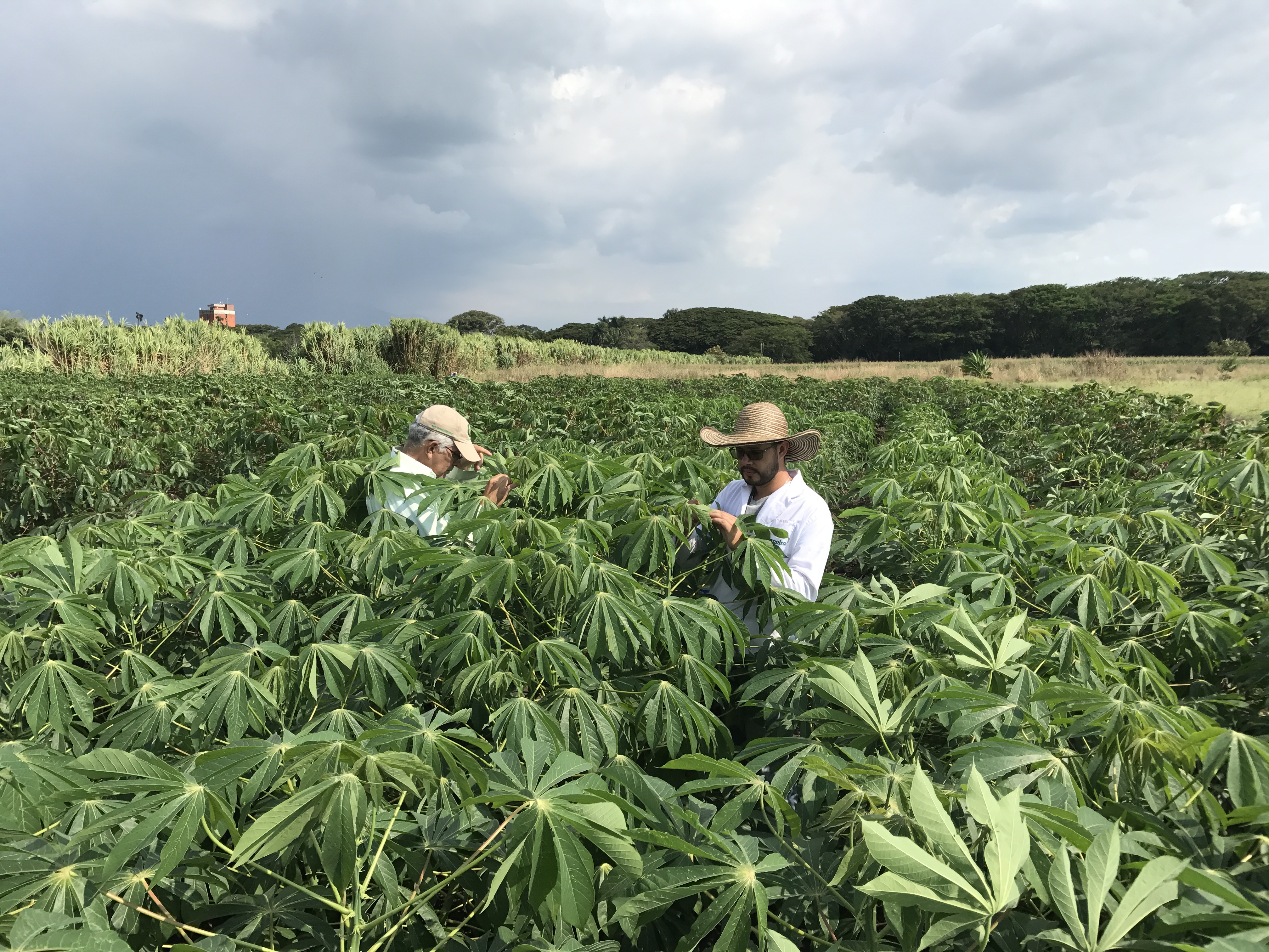 Avanza investigación que permitirá contar con nuevas variedades mejoradas de yuca para el suroccidente colombiano