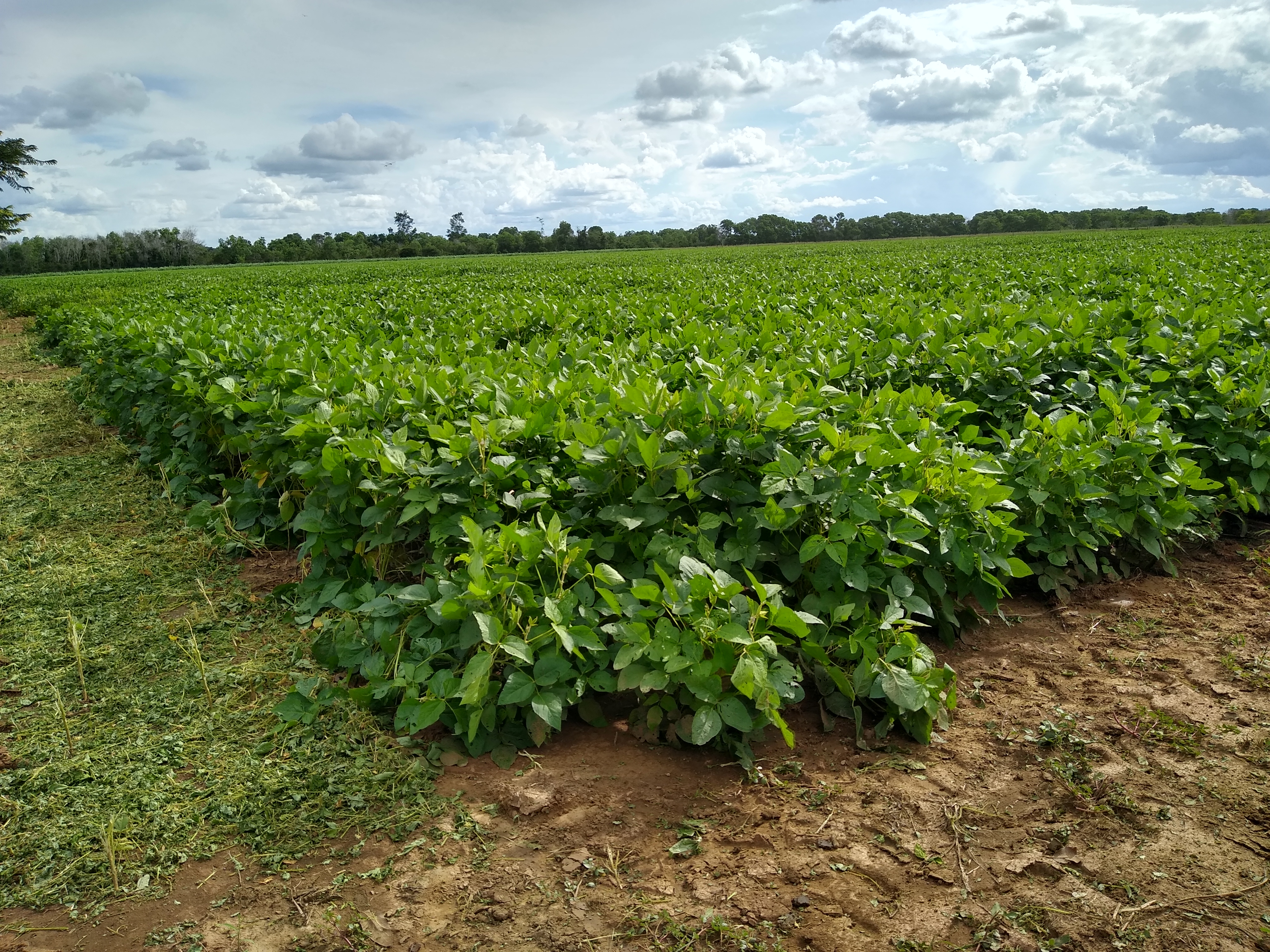 Vitrinas tecnológicas de las variedades de soya y arroz en el departamento del Meta