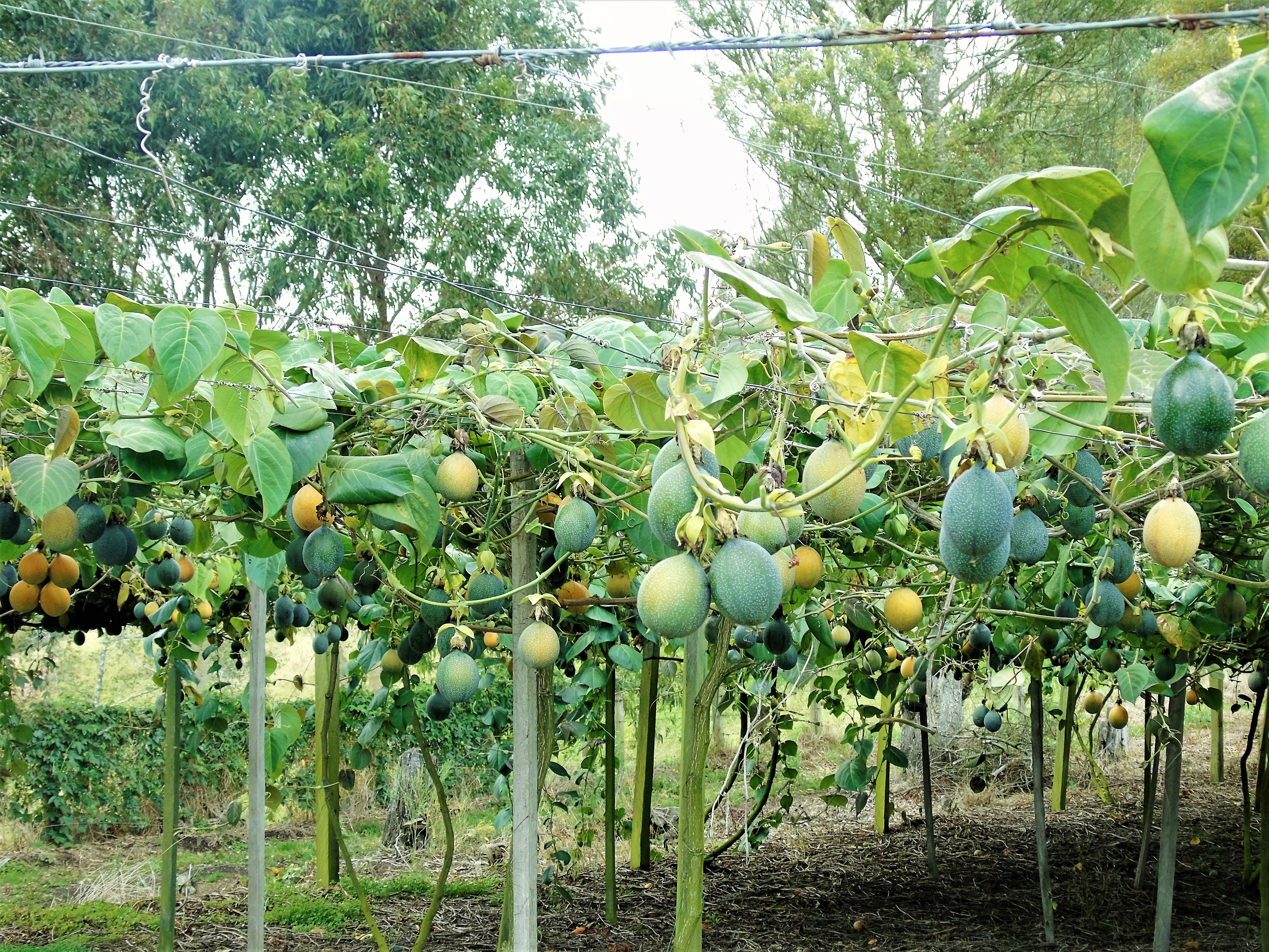 AGROSAVIA con el apoyo de la Gobernación del Huila, llevará a cabo serie de capacitaciones sobre Fusarium