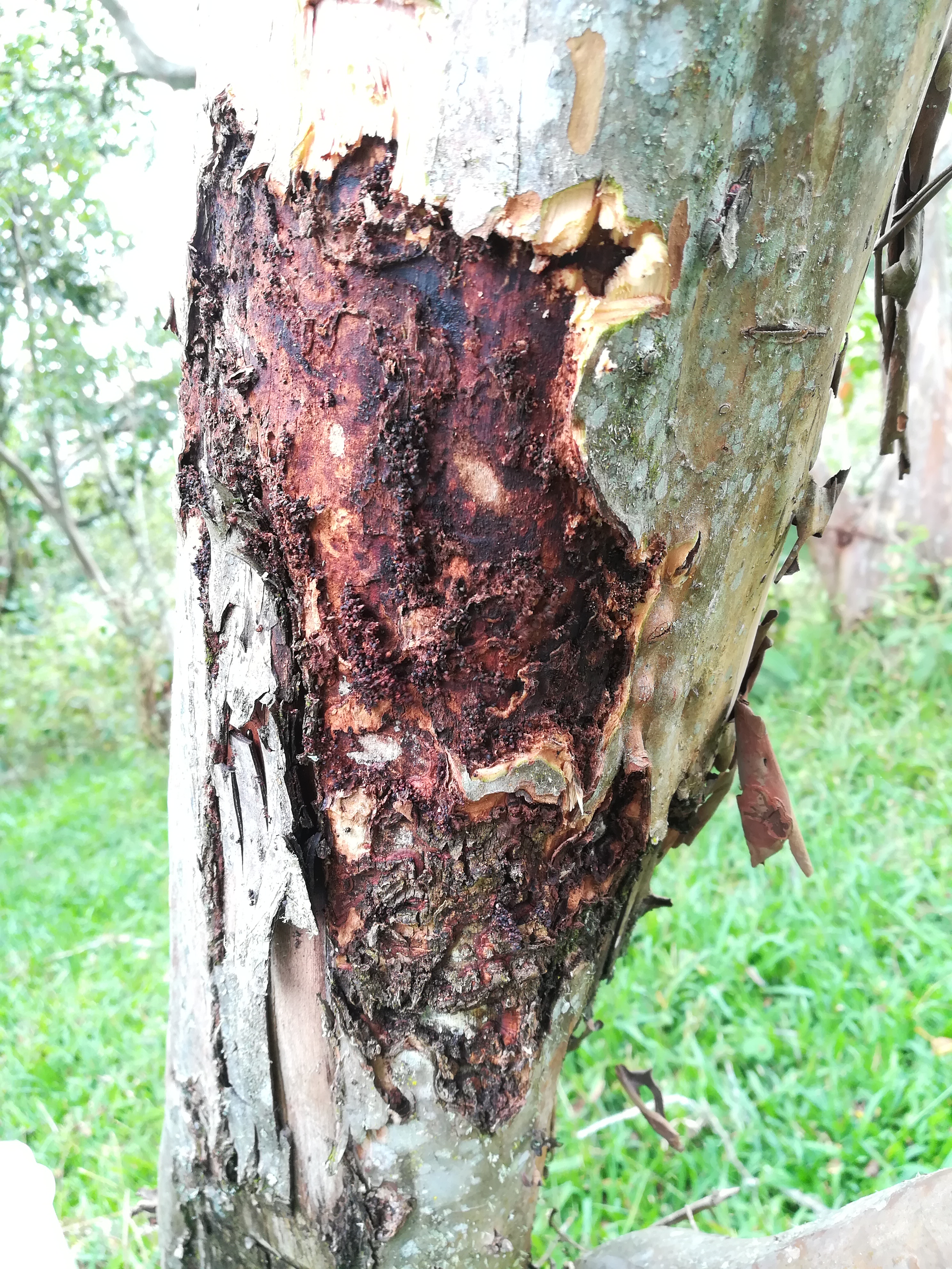 11C Daño Anillador