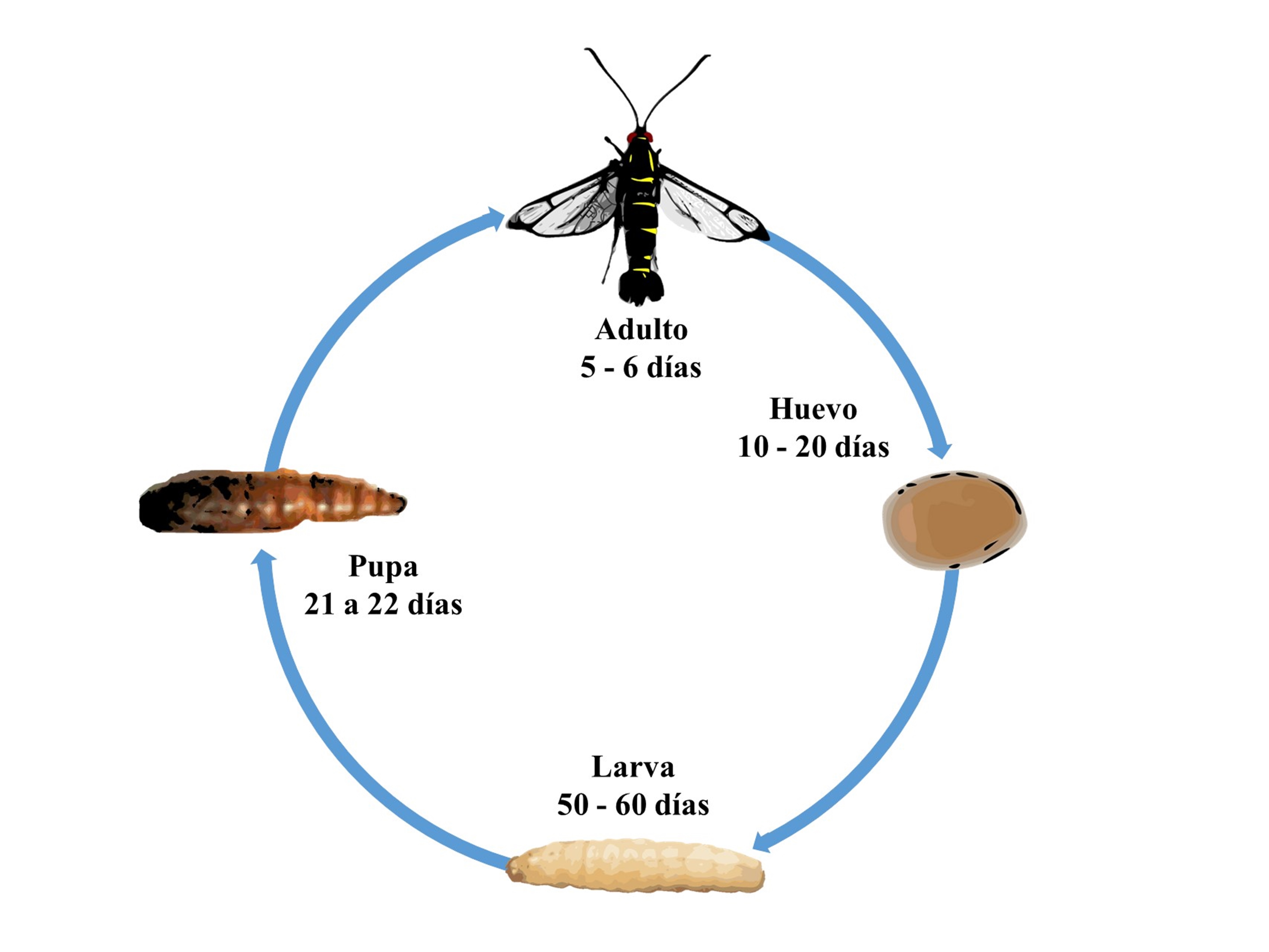 13 Ciclo De Vida Anillado Deantonio, 2020
