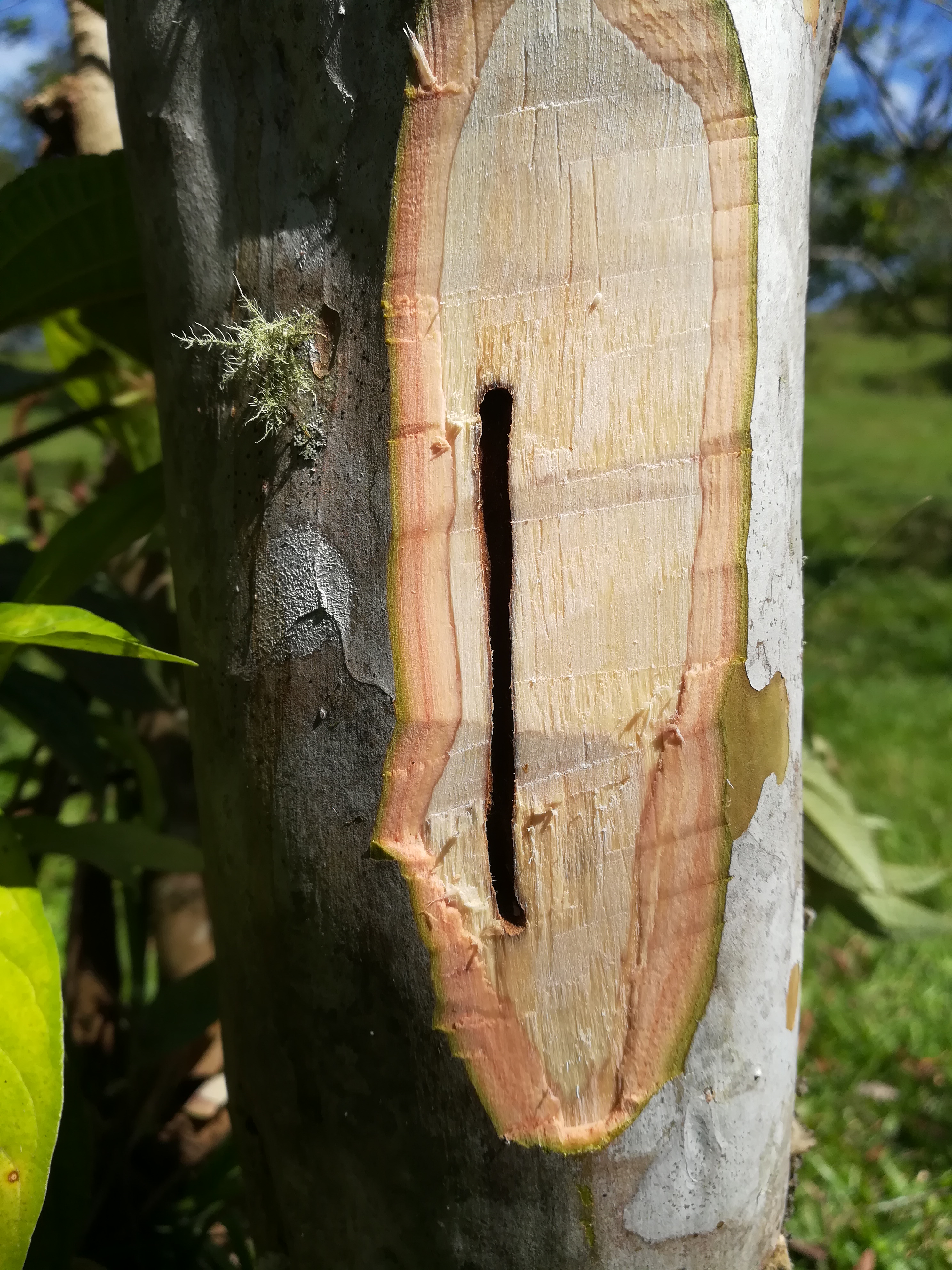Daño Taladrador 16C Tallo Guayaba