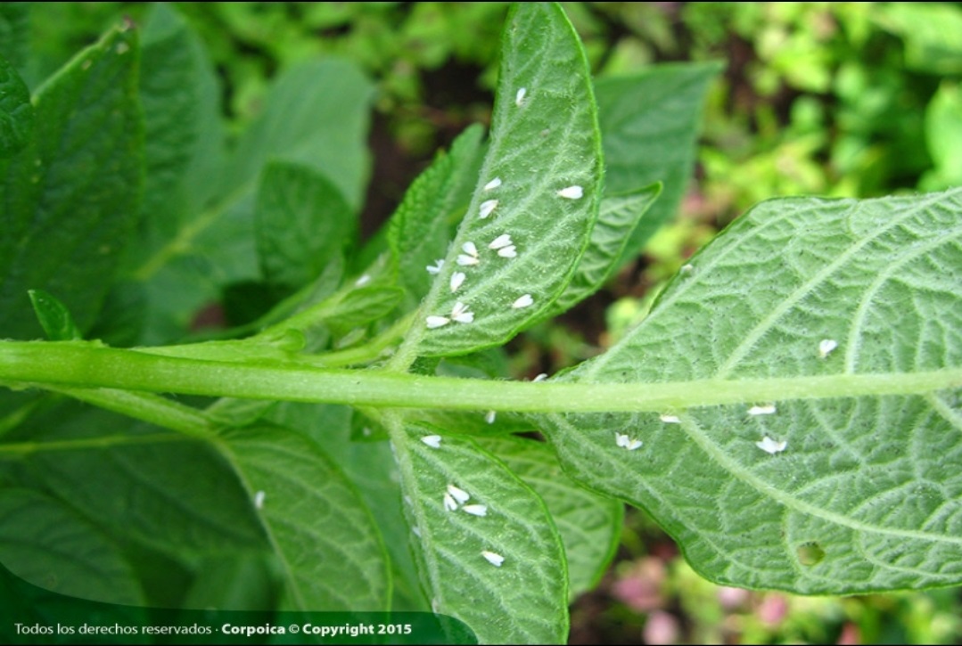 Dr. Agro. Un aliado para el campo colombiano - tomate