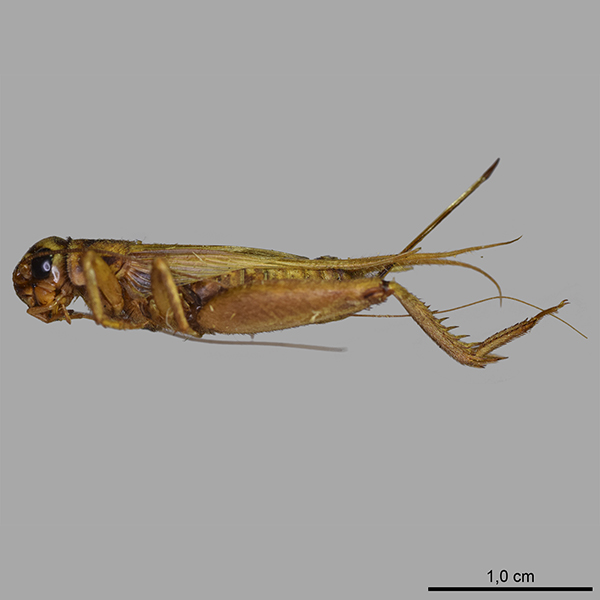 Gryllidae