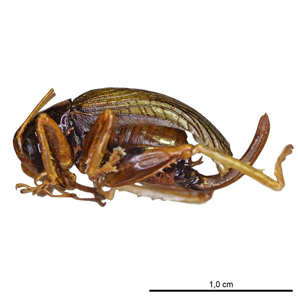 Gryllacrididae