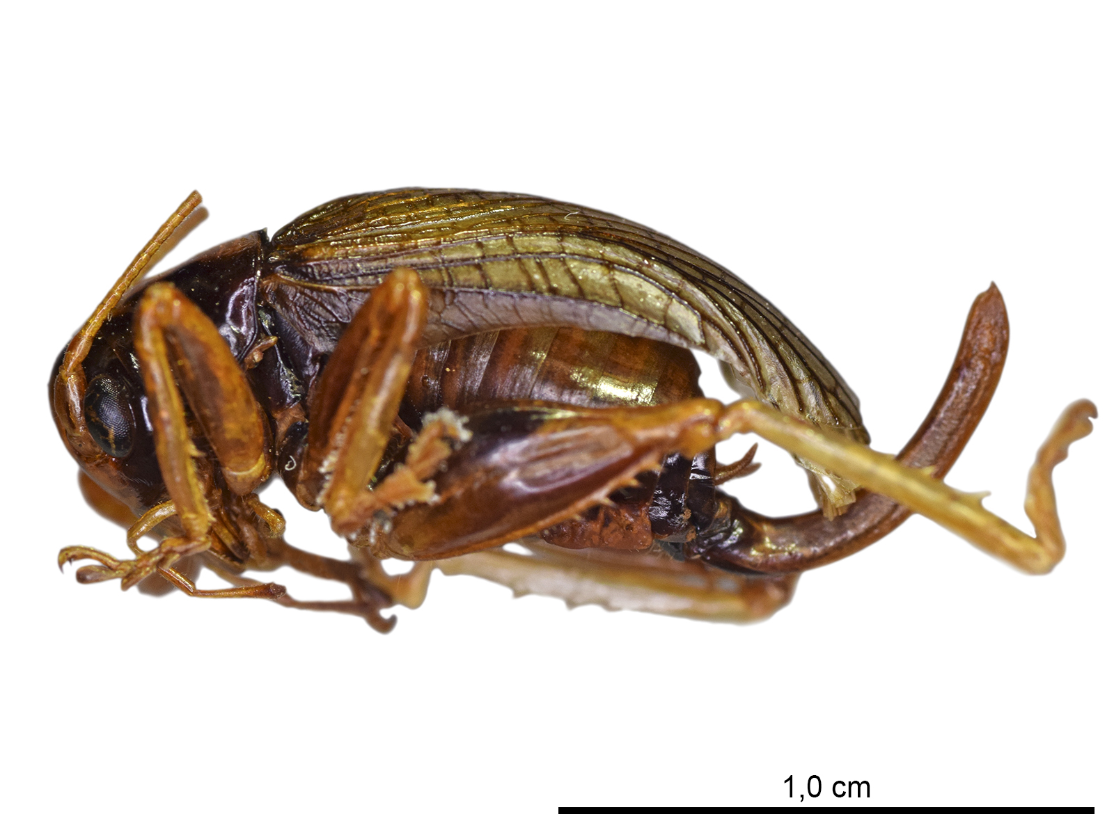 Progryllacris sp.