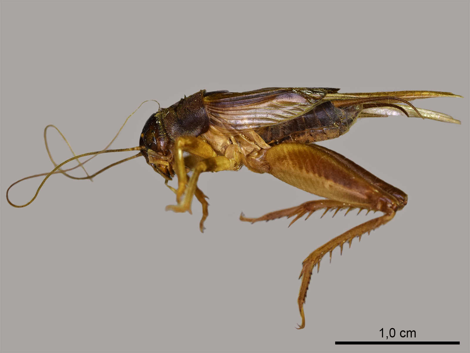 Anurogryllus muticus muticus  (De Geer, 1773)