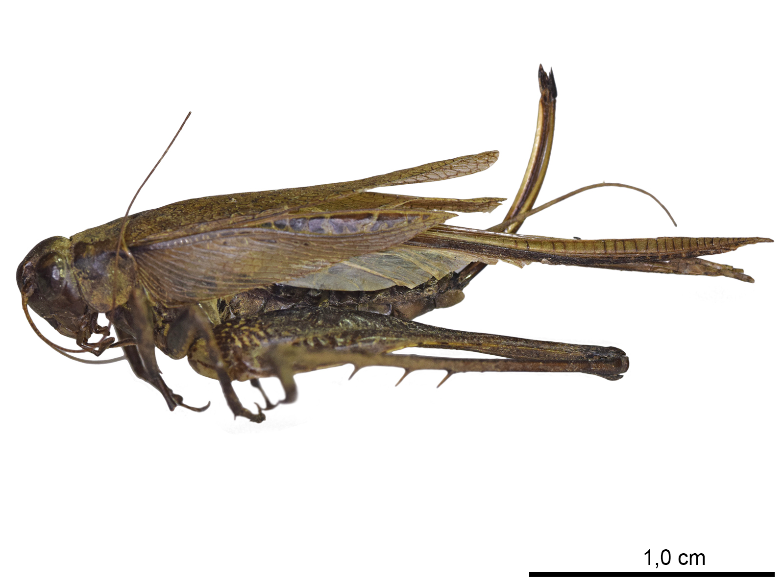 Eneoptera surinamensis  (De Geer, 1773) 