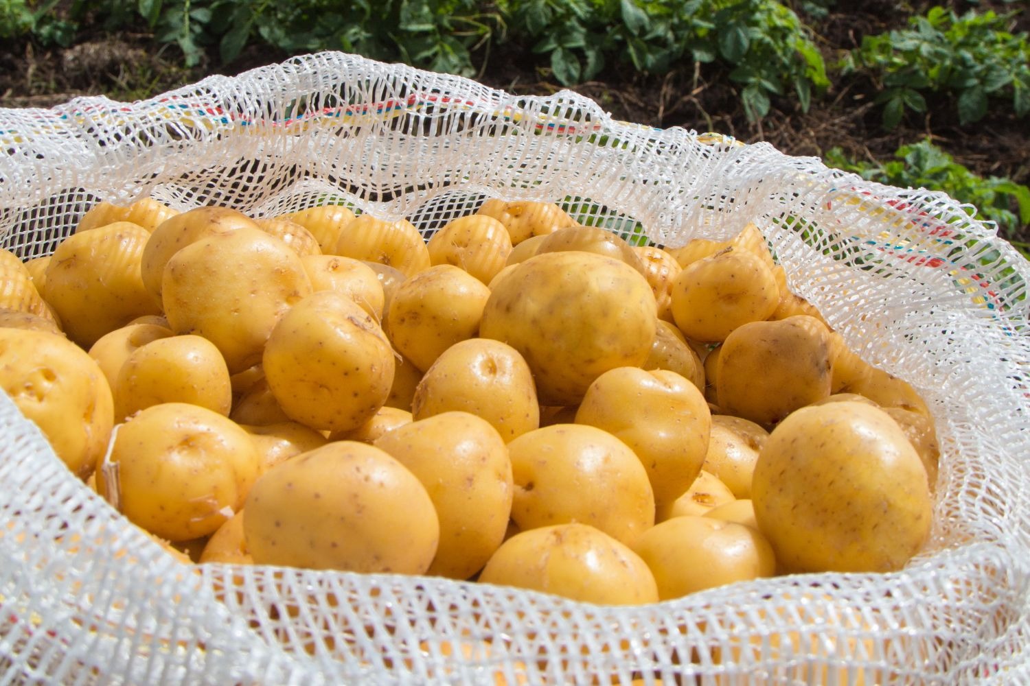 AGROSAVIA con el apoyo del MADR le entregará minitubérculos de papa a pequeños productores del departamento de Boyacá