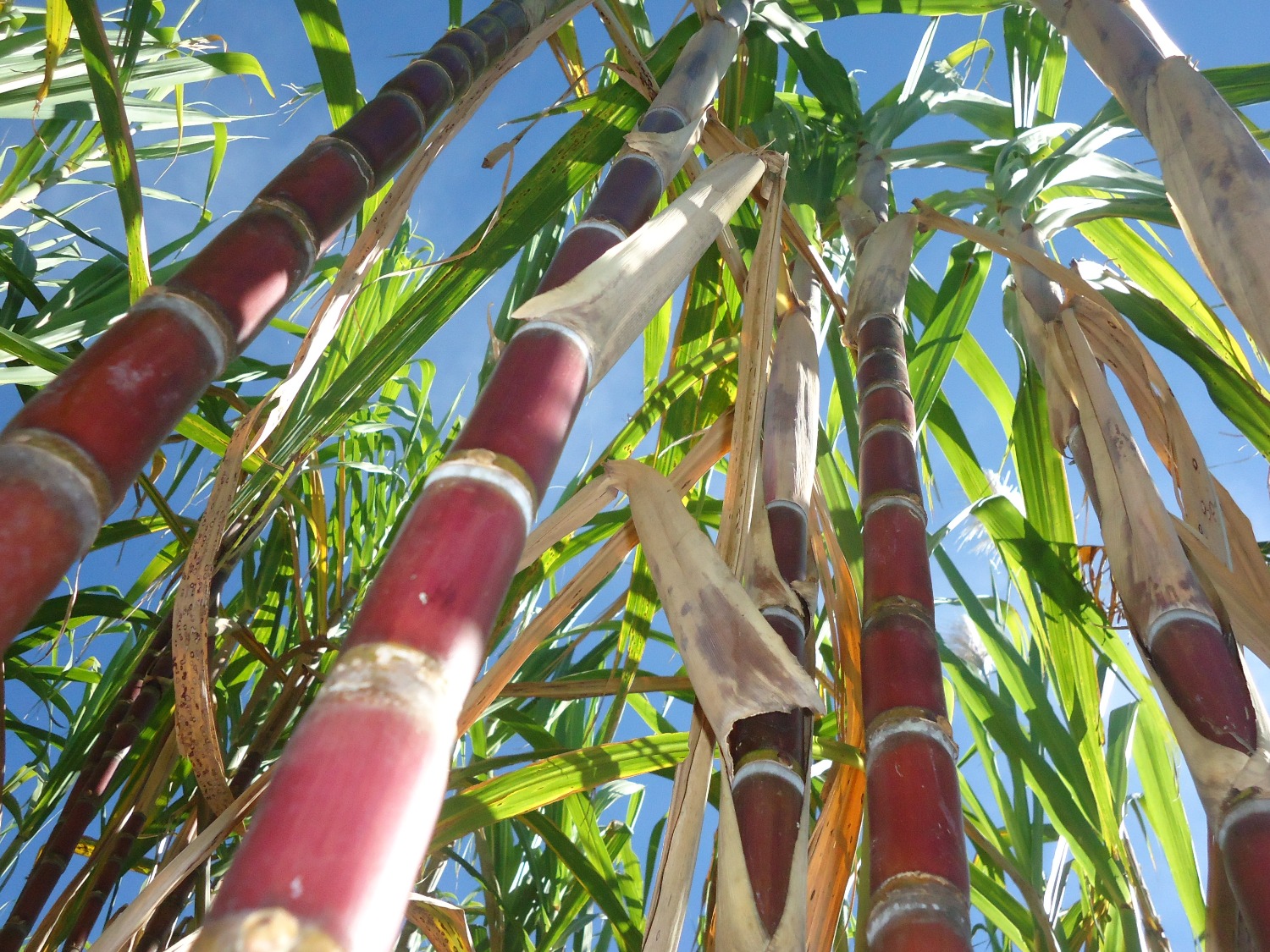 Con semilla de caña de azúcar para panela, AGROSAVIA fortalece las capacidades productivas de agricultores en Boyacá y Santander