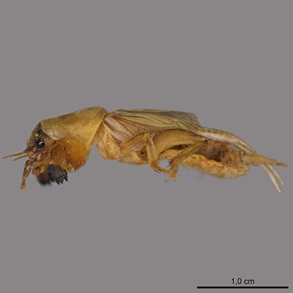 Gryllotalpidae