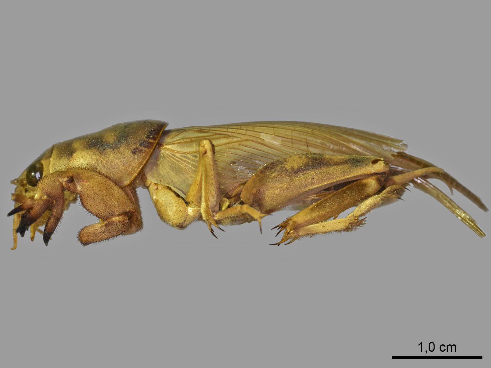 Scapteriscus oxydactylus  (Perty, 1832)