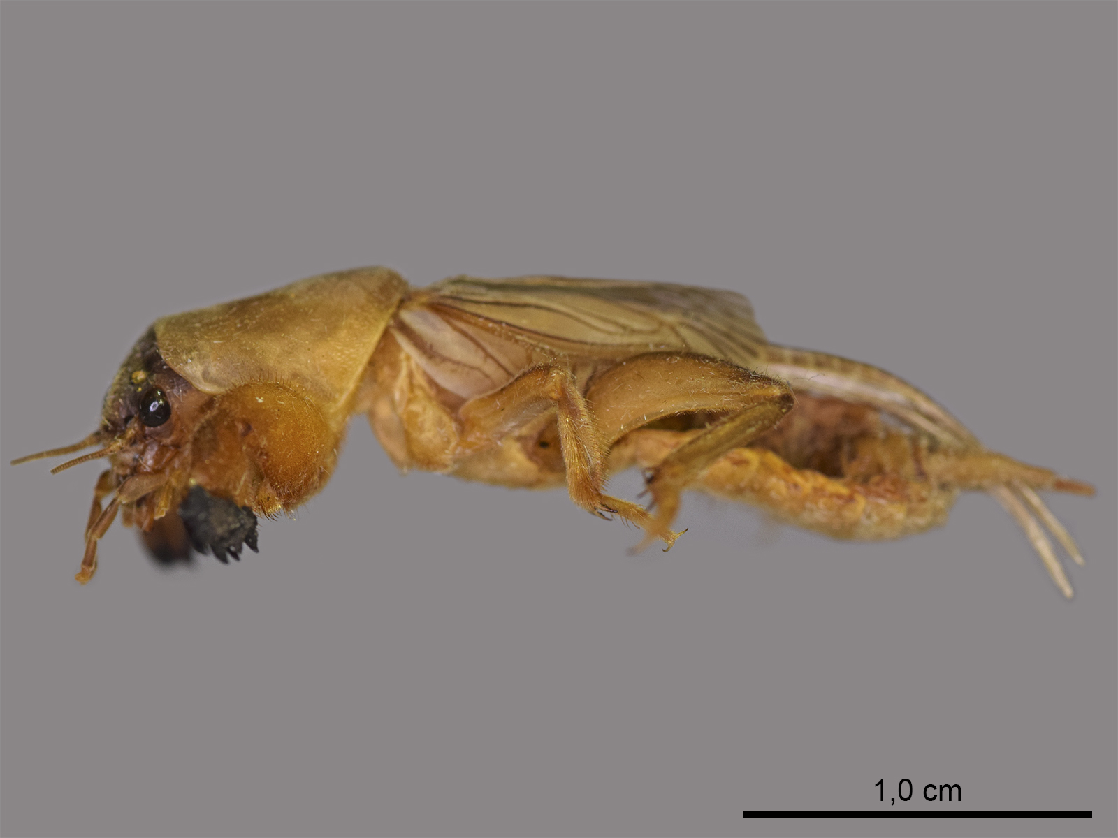 Neocurtilla hexadactyla  (Perty, 1832) 