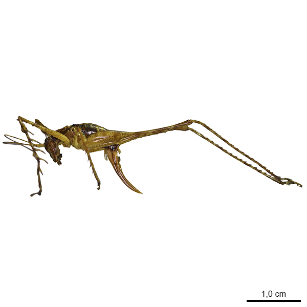 <p><em>Arachnoscelis</em></p>