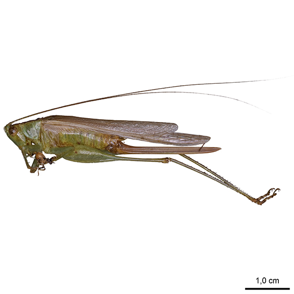 <p><em>Conocephalus</em></p>