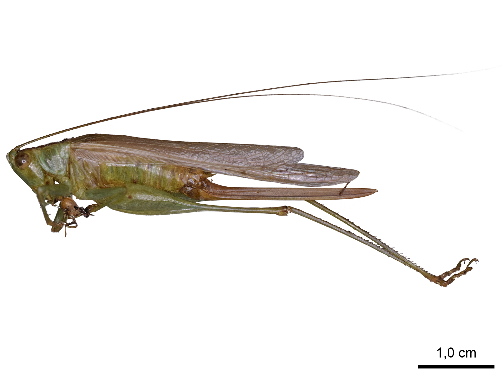 Conocephalus cinereus Thunberg, 1815