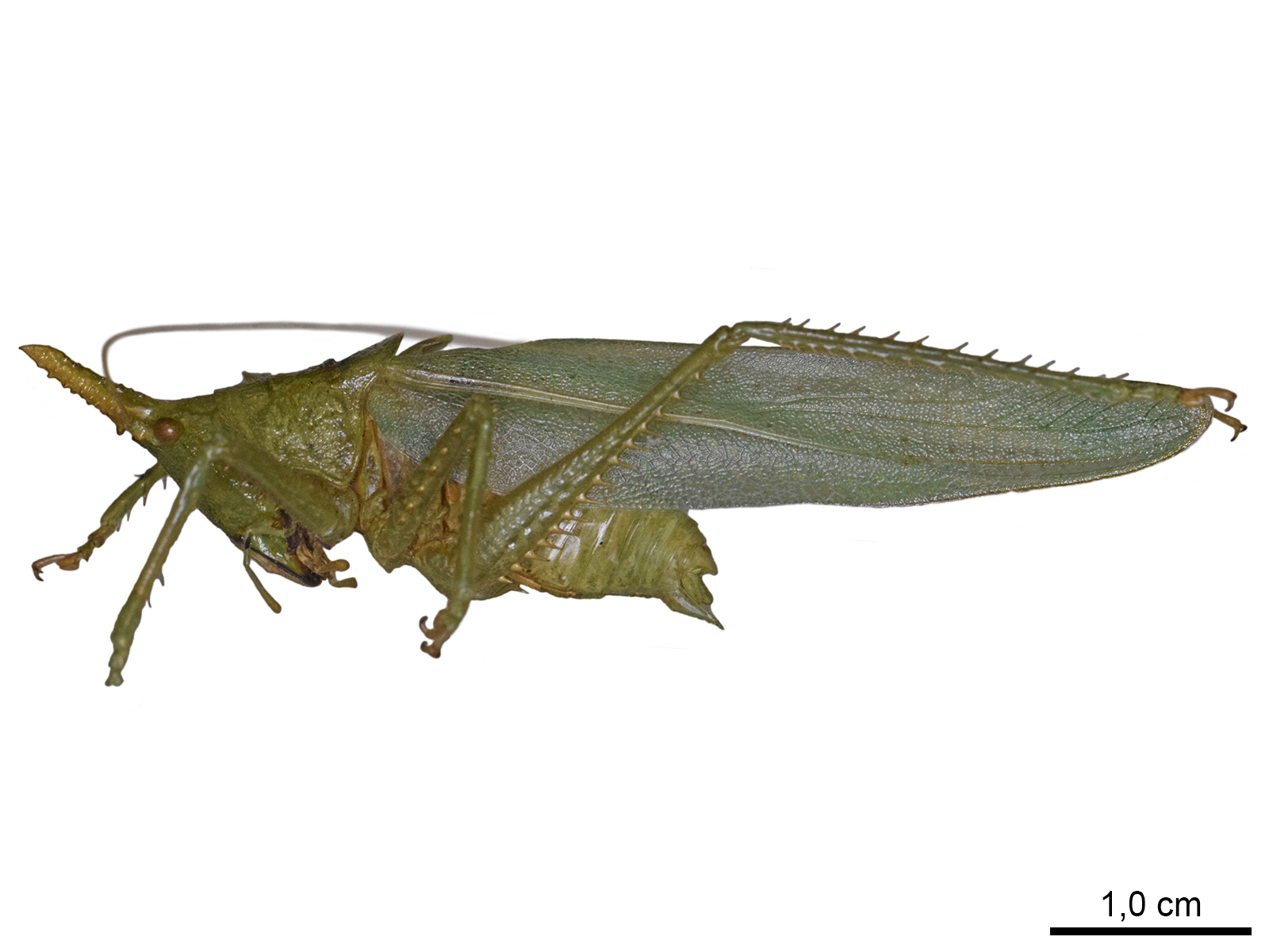 Copiphora cornuta denticornis Hebard, 1927 