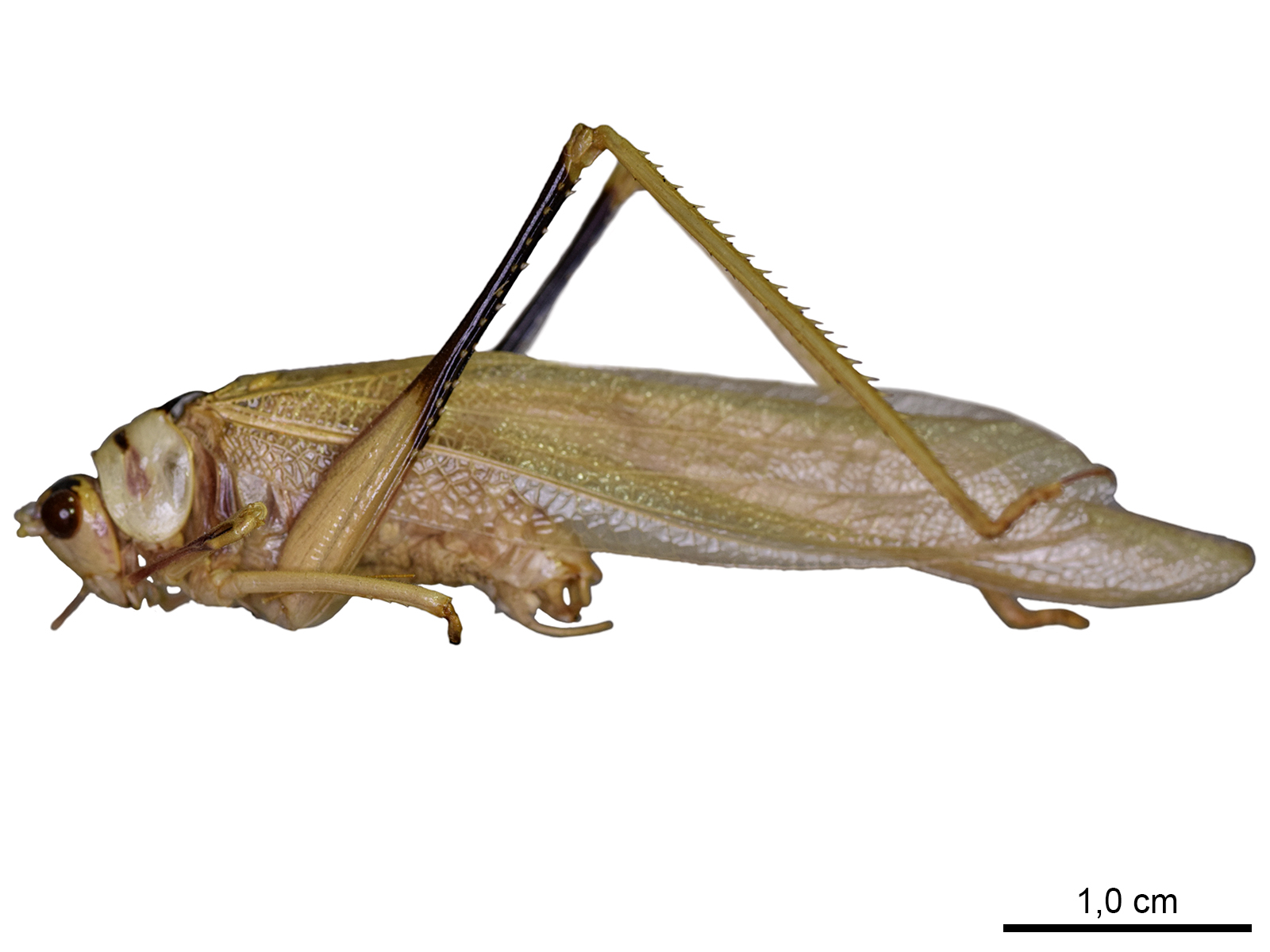 Euceraia insignis Hebard, 1927 
