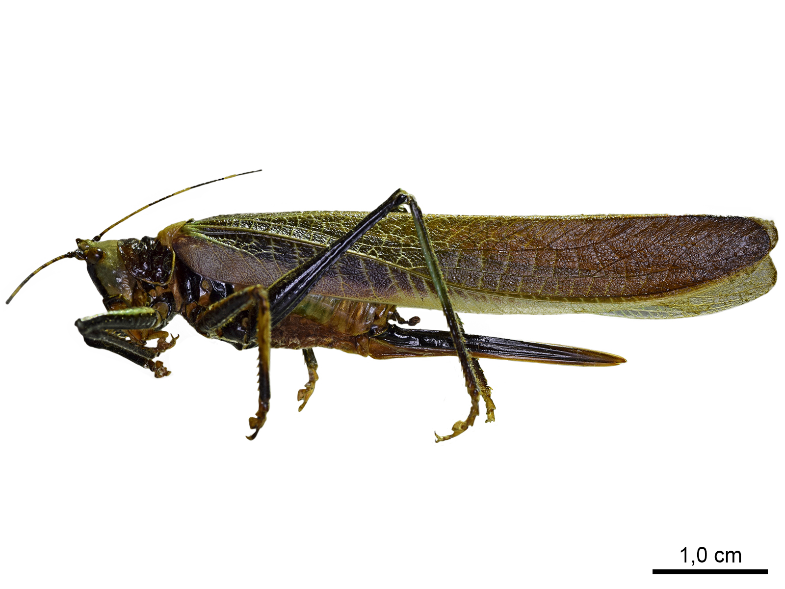 Moncheca elegans (Giglio-Tus, 1898) 