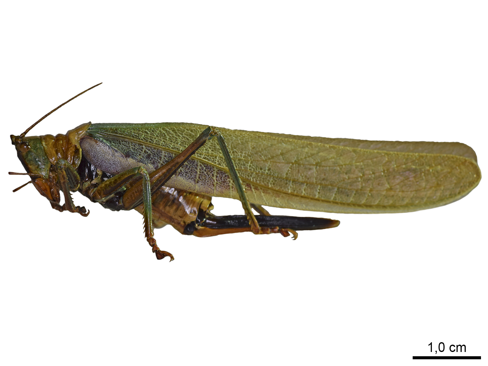 Moncheca pretiosa Walker, 1869 