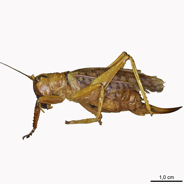 <p><em>Nastonotus</em></p>