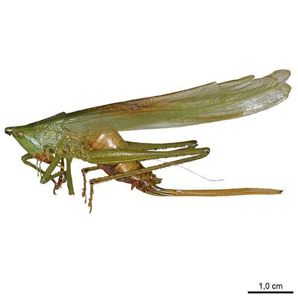 <p><em>Neoconocephalus</em></p>