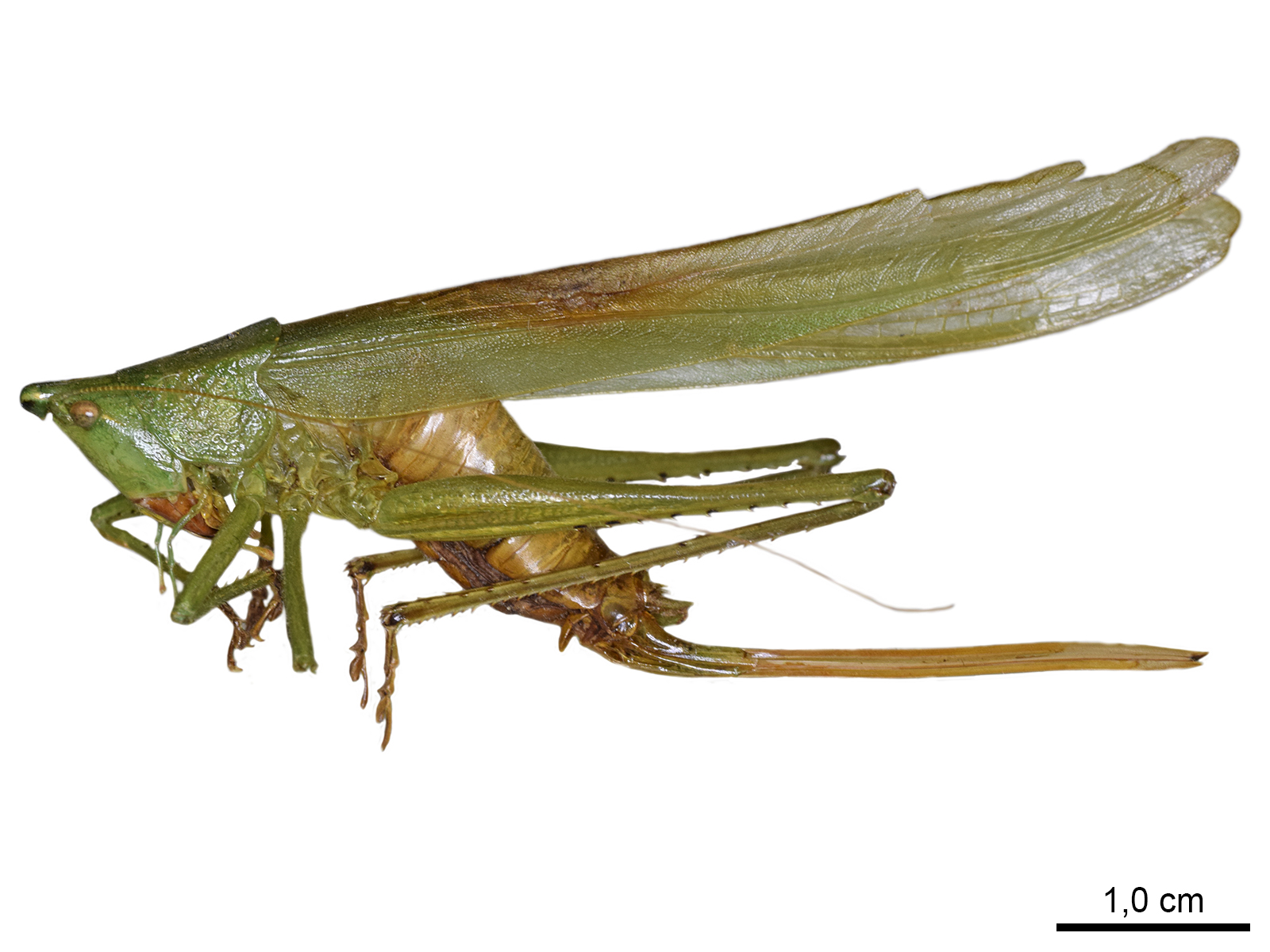 Neoconocephalus affinis (Palisot de Beauvois, 1805)