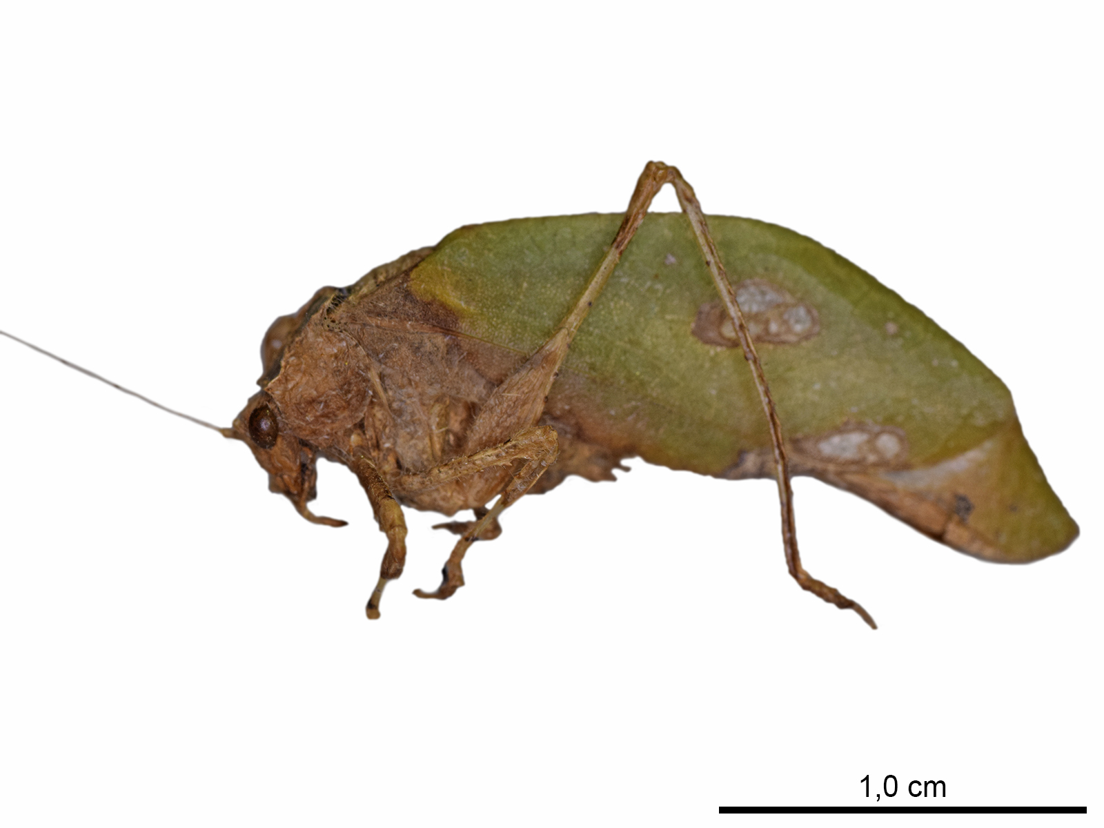 Pycnopalpa bicordata (Saint-Fargeau & Serville, 1825) 