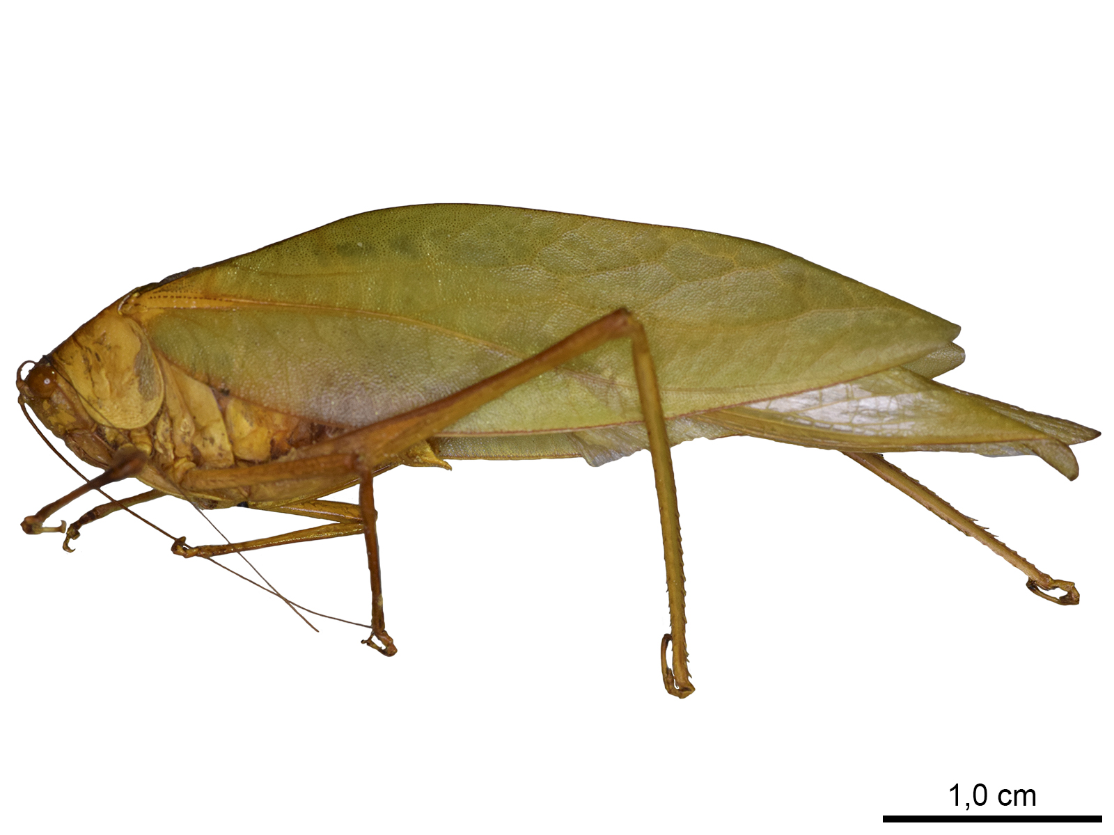 Syntechna lineata Cadena-Castañeda, 2014