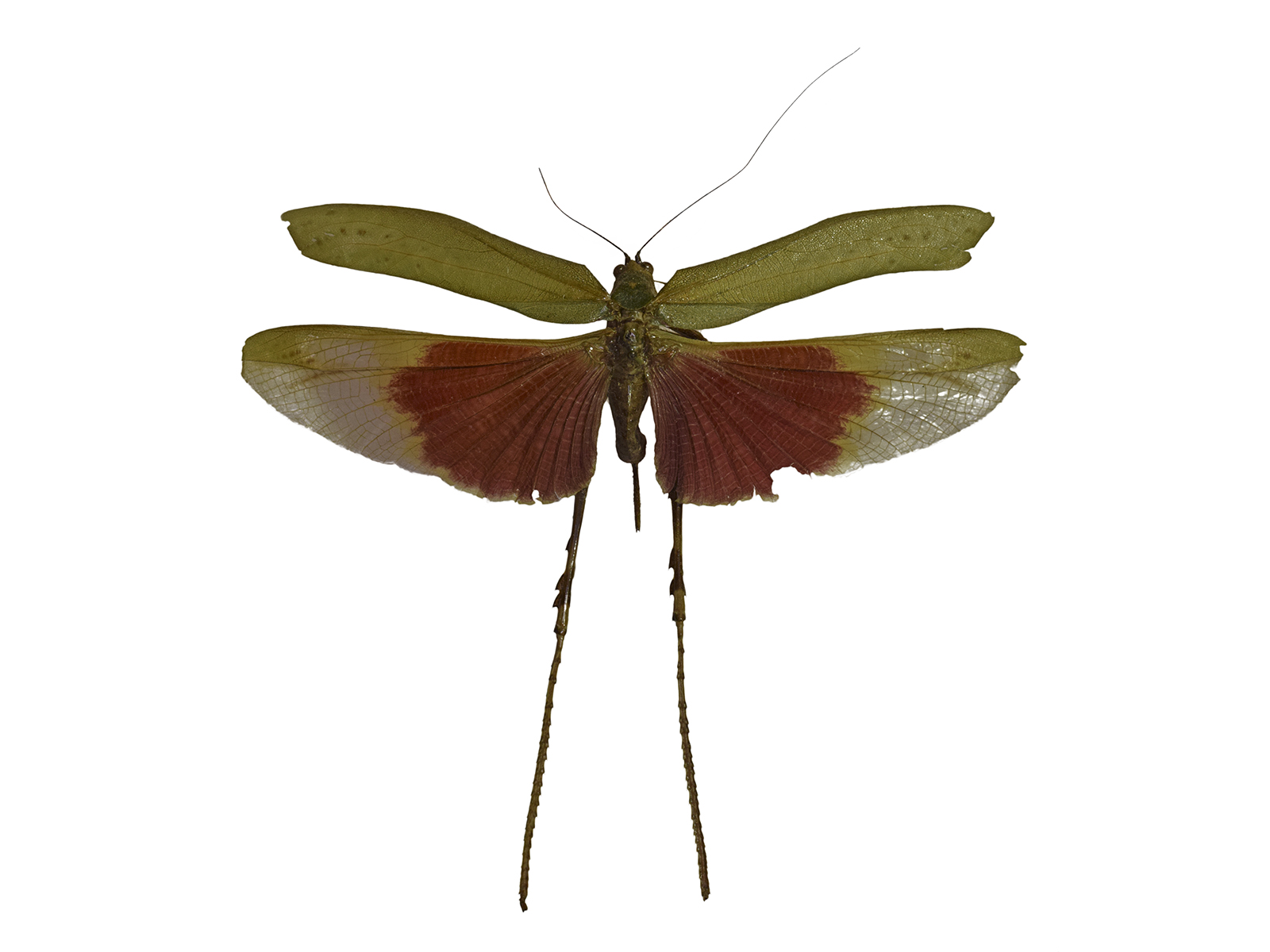 Vellea cruenta (Burmeister, 1858) 