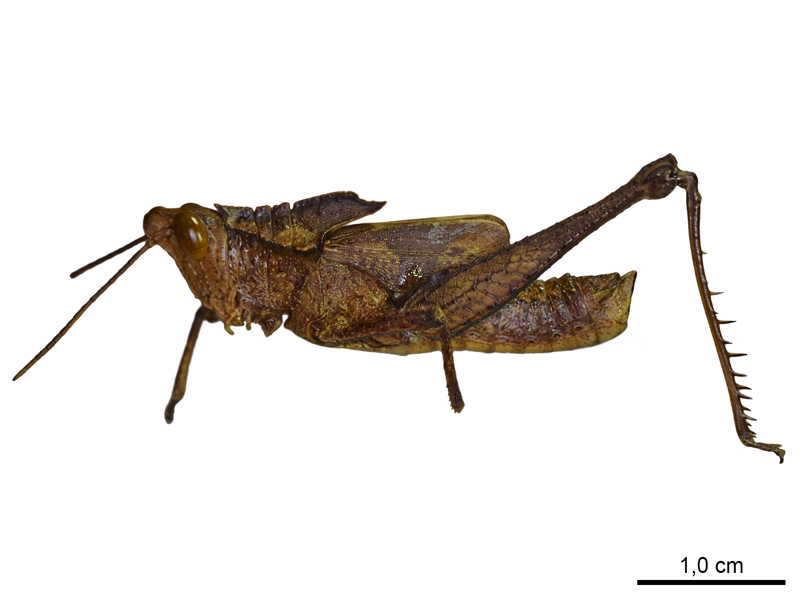 Colpolopha metae Hebard, 1923