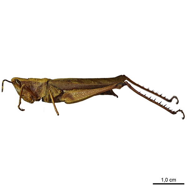 Maculiparia annulicornis (Stål, 1873) 