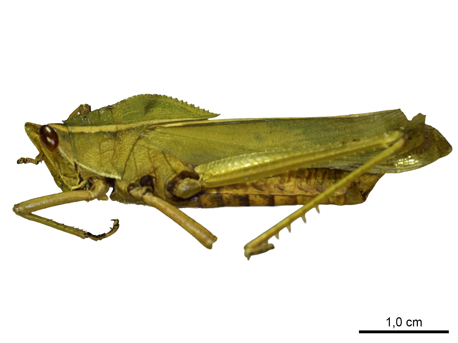 Prionolopha serrata (Linnaeus, 1758) 