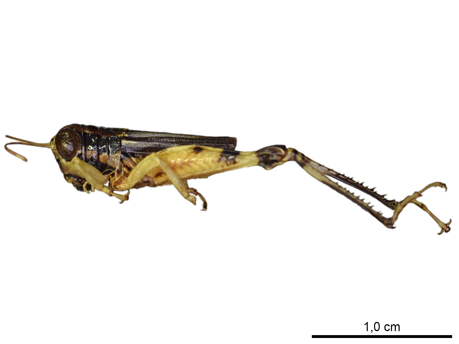 Taeniophora spp. 