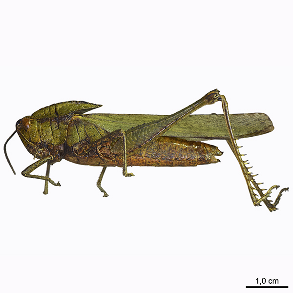 Xyleus discoideus rosulentus (Stål, 1878)