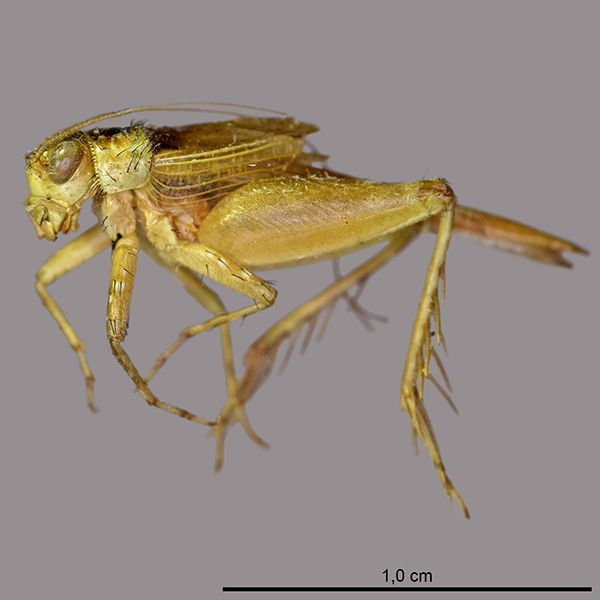 Trigonidiidae