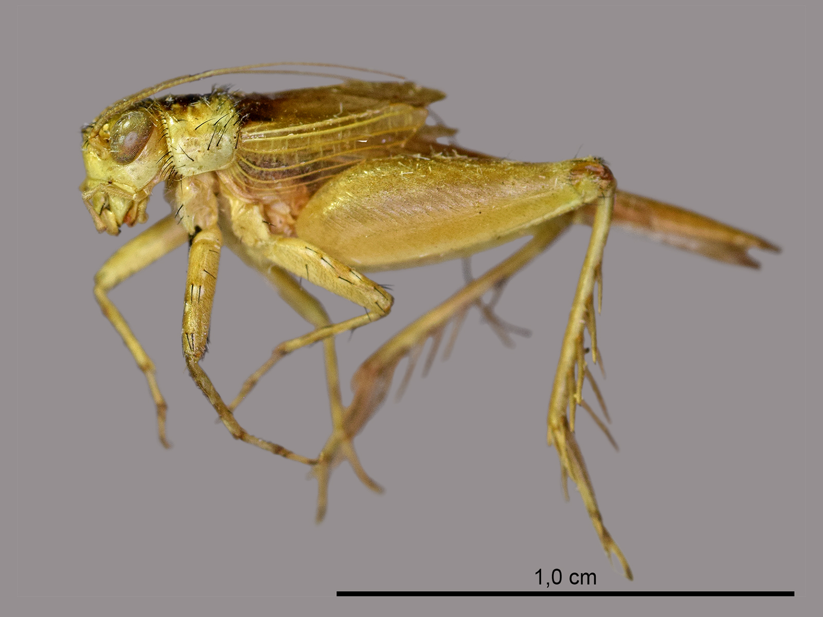 Argizala brasilensis Walker, 1869 